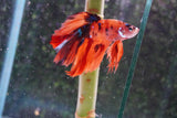 Nemo Galaxy  Koi Halfmoon Male Betta (ID#801-M507) Free2Day SHIPPING