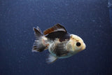 Short Body Thai Oranda  Panda 3.5 Inch (ID#1101To14b-60) Free2Day SHIPPING