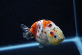 Juvenile Ranchu  Calico 3.5 Inch (ID#1203R9b-68) Free2Day SHIPPING