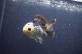 Short Body Thai Oranda  Panda 3.5 Inch (ID#1101To14b-60) Free2Day SHIPPING