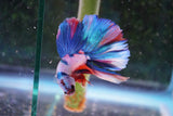 Candy Galaxy  Koi Halfmoon Male Betta (ID#801-M508) Free2Day SHIPPING