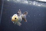 Short Body Thai Oranda  Panda 3.5 Inch (ID#1101To14b-60) Free2Day SHIPPING