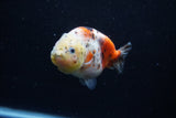 Juvenile Ranchu  Calico 3.5 Inch (ID#1203R9b-68) Free2Day SHIPPING