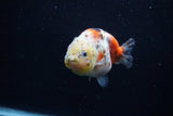 Juvenile Ranchu  Calico 3.5 Inch (ID#1203R9b-68) Free2Day SHIPPING