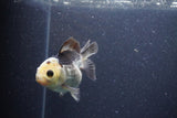 Short Body Thai Oranda  Panda 3.5 Inch (ID#1101To14b-60) Free2Day SHIPPING