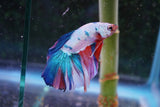 Candy Galaxy  Koi Halfmoon Male Betta (ID#801-M508) Free2Day SHIPPING