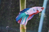 Candy Galaxy  Koi Halfmoon Male Betta (ID#801-M508) Free2Day SHIPPING