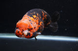 Milk Cow Ranchu  Calico 5 Inch (ID#404R10a-98) Free2Day SHIPPING