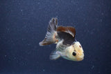 Short Body Thai Oranda  Panda 3.5 Inch (ID#1101To14b-60) Free2Day SHIPPING