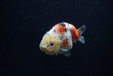 Juvenile Ranchu  Calico 3.5 Inch (ID#1203R9b-68) Free2Day SHIPPING