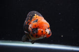 Milk Cow Ranchu  Calico 5 Inch (ID#404R10a-98) Free2Day SHIPPING