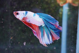 Candy Galaxy  Koi Halfmoon Male Betta (ID#801-M508) Free2Day SHIPPING