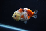 Juvenile Ranchu  Calico 3.5 Inch (ID#1203R9b-68) Free2Day SHIPPING