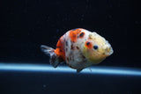 Juvenile Ranchu  Calico 3.5 Inch (ID#1203R9b-68) Free2Day SHIPPING