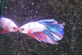 Candy Galaxy  Koi Halfmoon Male Betta (ID#801-M508) Free2Day SHIPPING