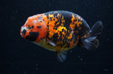 Milk Cow Ranchu  Calico 5 Inch (ID#404R10a-98) Free2Day SHIPPING