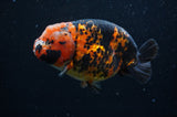 Milk Cow Ranchu  Calico 5 Inch (ID#404R10a-98) Free2Day SHIPPING
