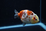 Juvenile Ranchu  Calico 3.5 Inch (ID#1203R9b-68) Free2Day SHIPPING