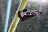 Black    Samurai Plakat Male Betta (ID#801-M509) Free2Day SHIPPING