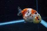 Juvenile Ranchu  Calico 3.5 Inch (ID#1203R9b-68) Free2Day SHIPPING