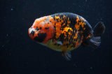 Milk Cow Ranchu  Calico 5 Inch (ID#404R10a-98) Free2Day SHIPPING
