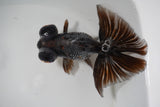 Butterfly  Calico 5.5 Inch (ID#1011B8b-14) Free2Day SHIPPING