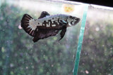 Black    Samurai Plakat Male Betta (ID#801-M509) Free2Day SHIPPING