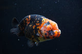 Milk Cow Ranchu  Calico 5 Inch (ID#404R10a-98) Free2Day SHIPPING