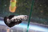 Black    Samurai Plakat Male Betta (ID#801-M509) Free2Day SHIPPING