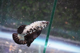 Black    Samurai Plakat Male Betta (ID#801-M509) Free2Day SHIPPING