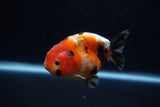 Juvenile Ranchu  Calico 3.5 Inch (ID#1203R9b-69) Free2Day SHIPPING