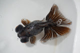 Butterfly  Calico 5.5 Inch (ID#1011B8b-14) Free2Day SHIPPING