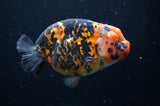 Milk Cow Ranchu  Calico 5 Inch (ID#404R10a-98) Free2Day SHIPPING