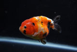 Juvenile Ranchu  Calico 3.5 Inch (ID#1203R9b-69) Free2Day SHIPPING