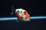 Juvenile Ranchu  Calico 3.5 Inch (ID#1203R9b-69) Free2Day SHIPPING