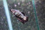 Black    Samurai Plakat Male Betta (ID#801-M509) Free2Day SHIPPING