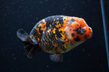 Milk Cow Ranchu  Calico 5 Inch (ID#404R10a-98) Free2Day SHIPPING