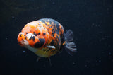 Milk Cow Ranchu  Calico 5 Inch (ID#404R10a-98) Free2Day SHIPPING