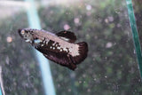 Black    Samurai Plakat Male Betta (ID#801-M509) Free2Day SHIPPING