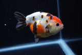 Juvenile Ranchu  Calico 3.5 Inch (ID#1203R9b-69) Free2Day SHIPPING