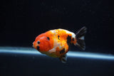 Juvenile Ranchu  Calico 3.5 Inch (ID#1203R9b-69) Free2Day SHIPPING