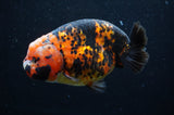Milk Cow Ranchu  Calico 5 Inch (ID#404R10a-98) Free2Day SHIPPING