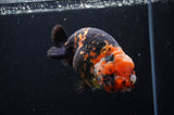 Milk Cow Ranchu  Calico 5 Inch (ID#404R10a-98) Free2Day SHIPPING