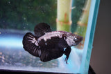 Black    Samurai Plakat Male Betta (ID#801-M510) Free2Day SHIPPING