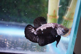 Black    Samurai Plakat Male Betta (ID#801-M510) Free2Day SHIPPING