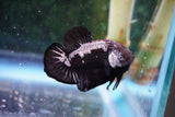 Black    Samurai Plakat Male Betta (ID#801-M510) Free2Day SHIPPING