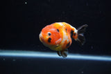 Juvenile Ranchu  Calico 3.5 Inch (ID#1203R9b-69) Free2Day SHIPPING