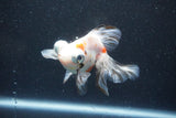 Butterfly  Calico 4 Inch (ID#1011B8b-15) Free2Day SHIPPING