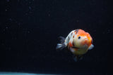 Juvenile Ranchu  Calico 3.5 Inch (ID#1203R9b-69) Free2Day SHIPPING