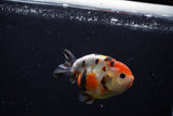 Juvenile Ranchu  Calico 3.5 Inch (ID#1203R9b-69) Free2Day SHIPPING